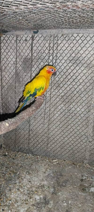 Ringneck & Cockatiel