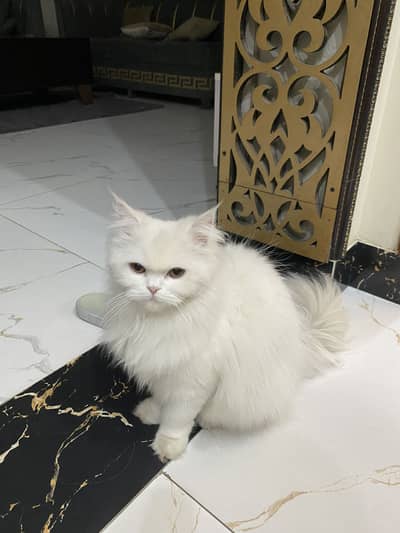 Persian Cat white