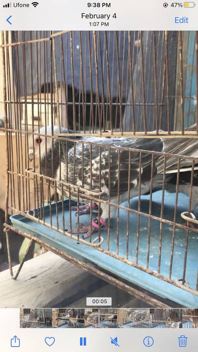 Gola and kabli kabutar pigeon pair