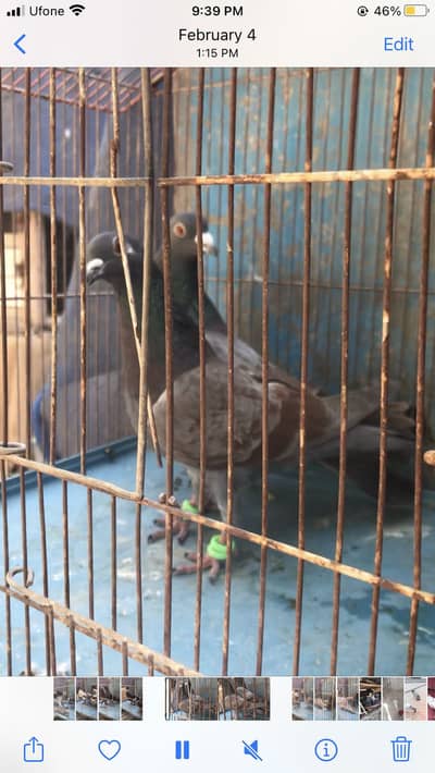 Gola and kabli kabutar pigeon pair