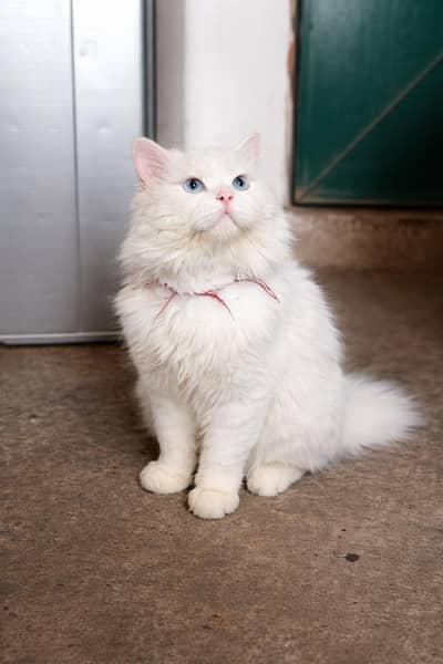 “Beautiful Persian Cat for Sale”