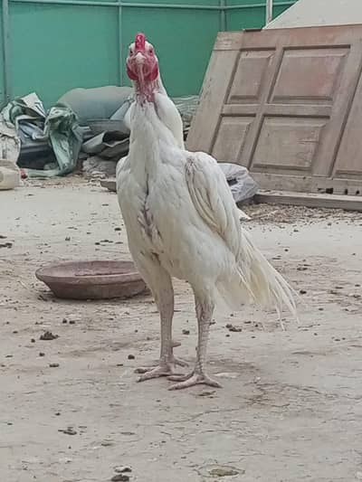 aseel heera or lassani