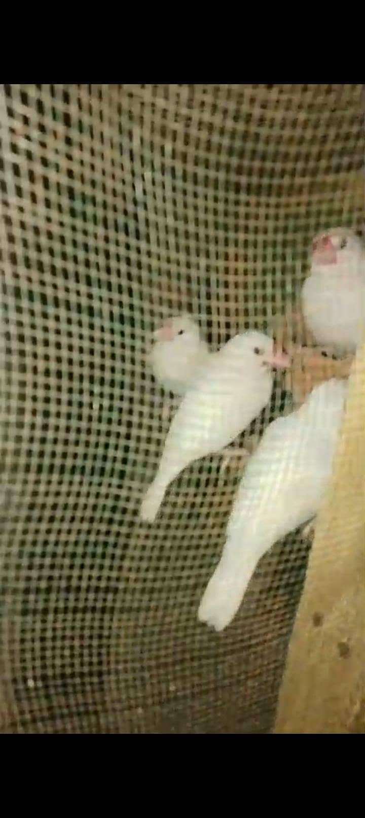 white Java vip pyer 1