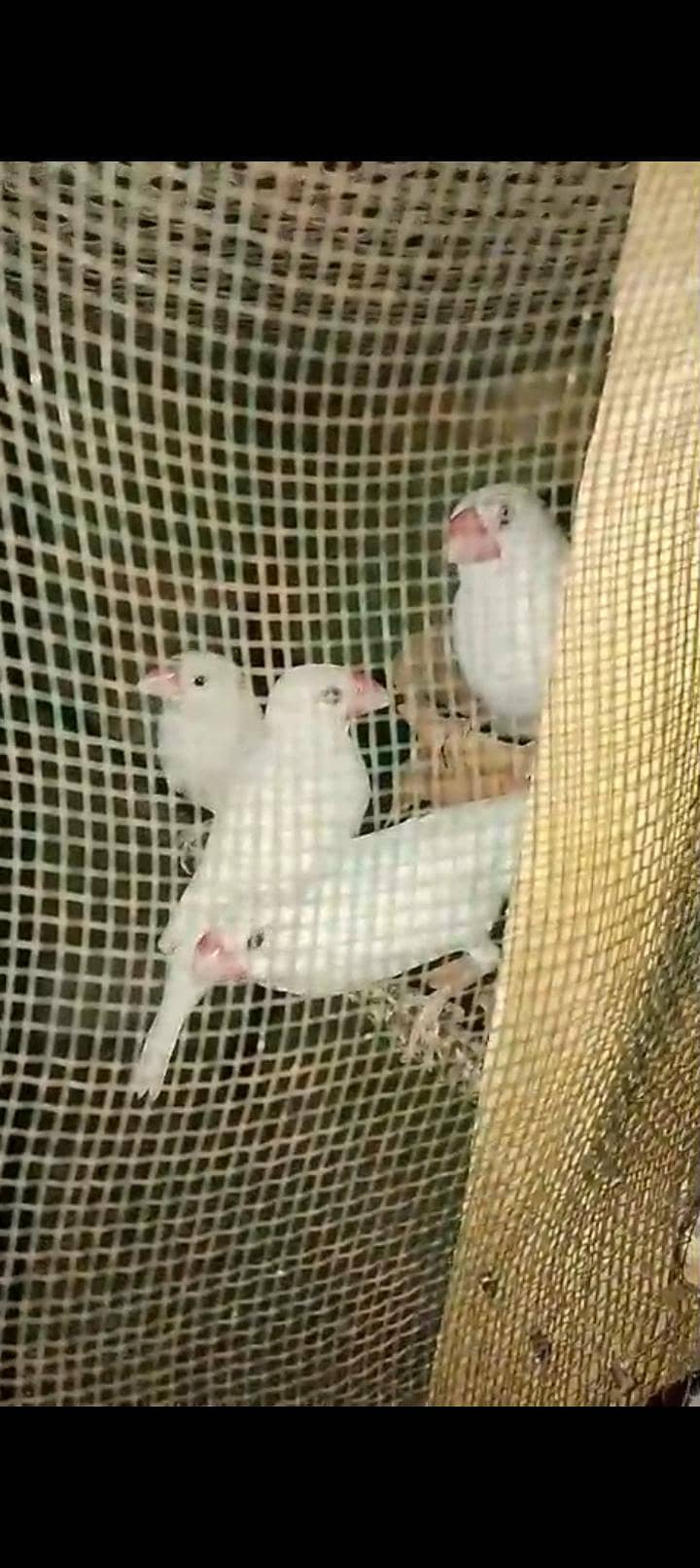 white Java vip pyer 2