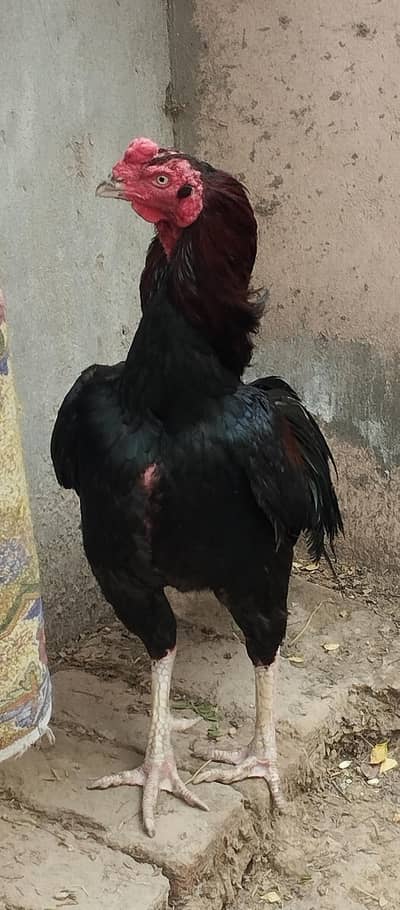 Aseel Mianwali Game bird