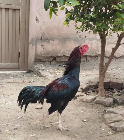 Aseel Mianwali Game bird