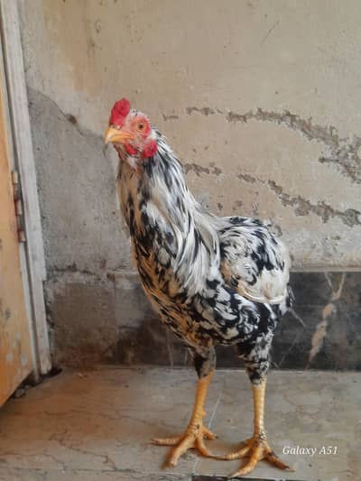 aseel murga for urgent sale