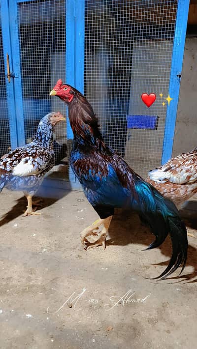 Mianwali Rata breeder WhatsApp 03264777572