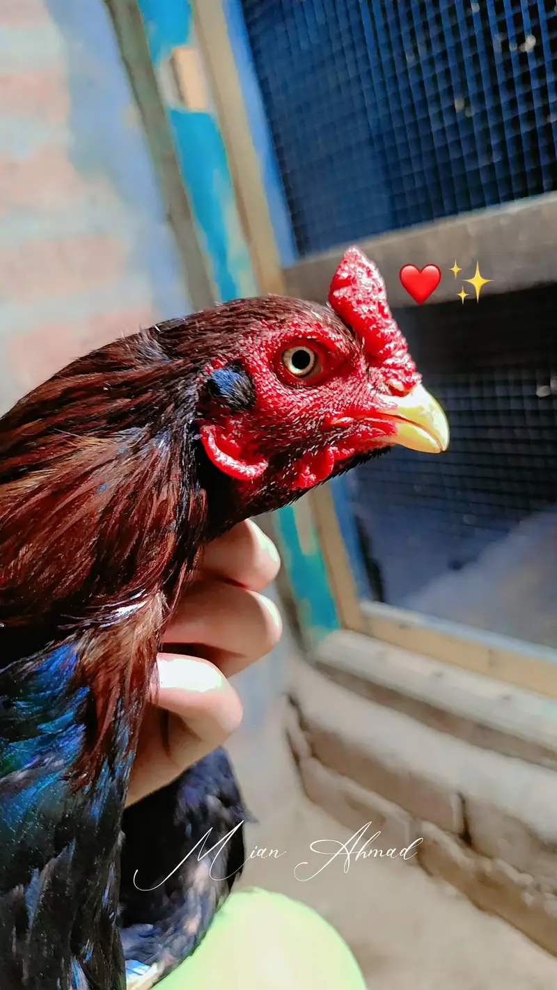 Mianwali Rata breeder WhatsApp 03264777572 — photo 2