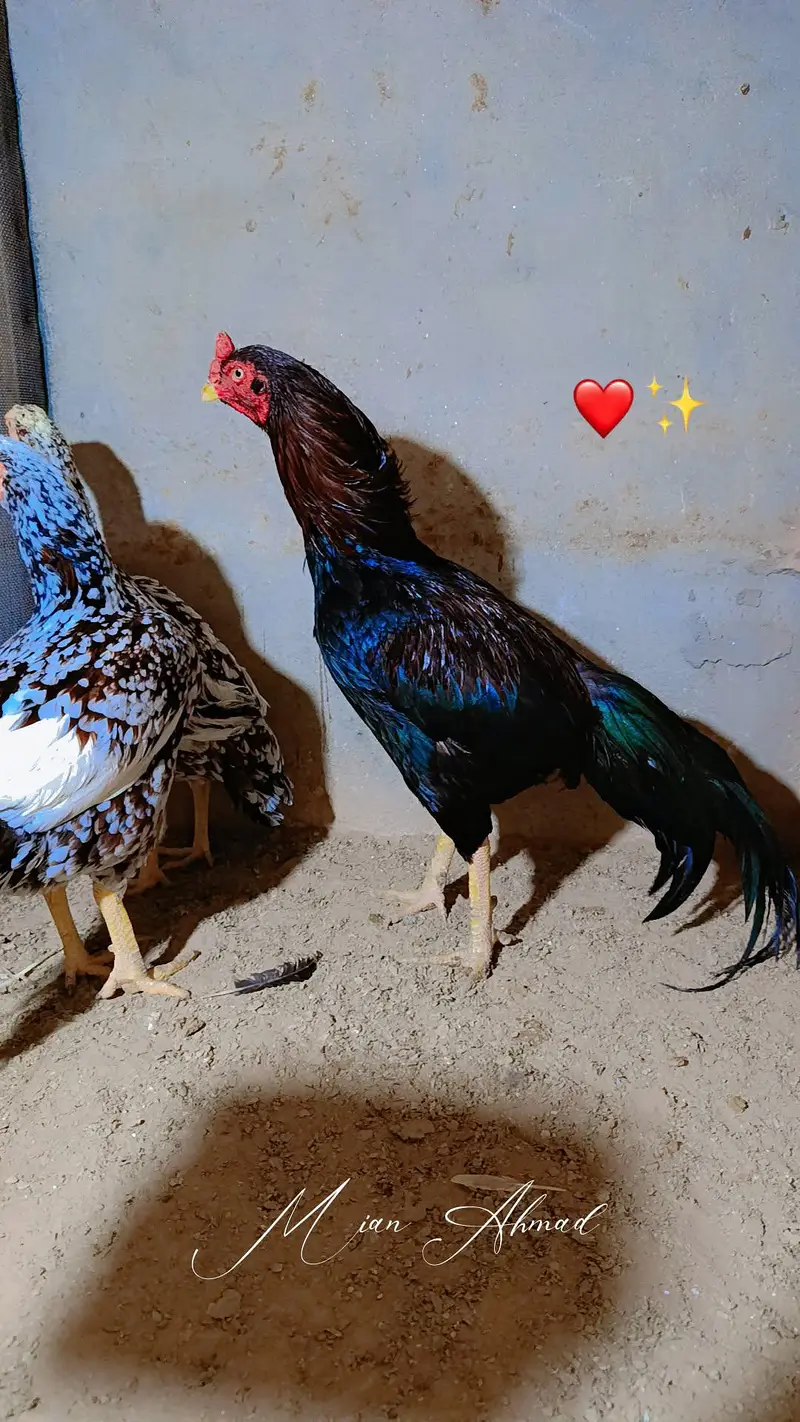 Mianwali Rata breeder WhatsApp 03264777572 — photo 3
