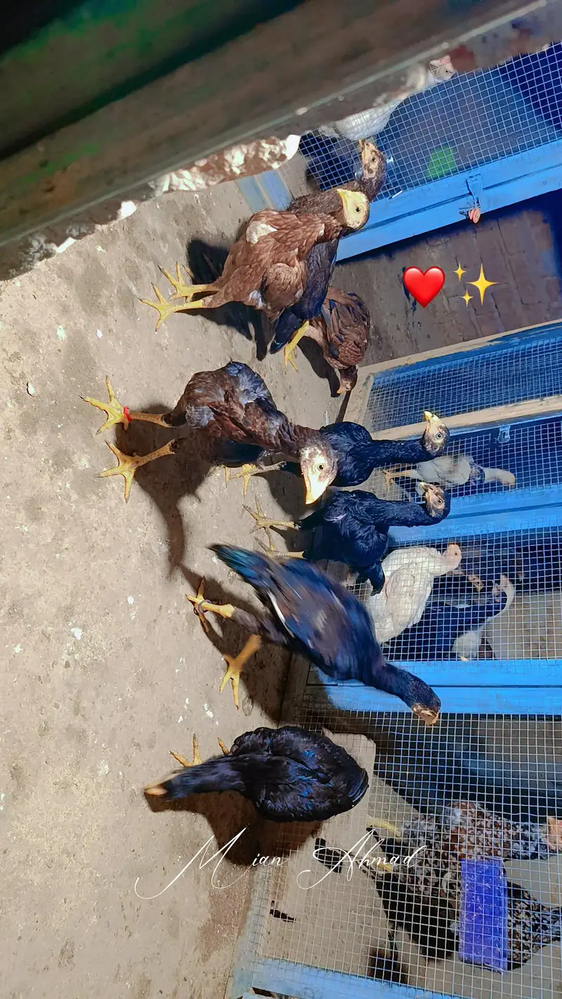 Mianwali Rata breeder WhatsApp 03264777572 — photo 4