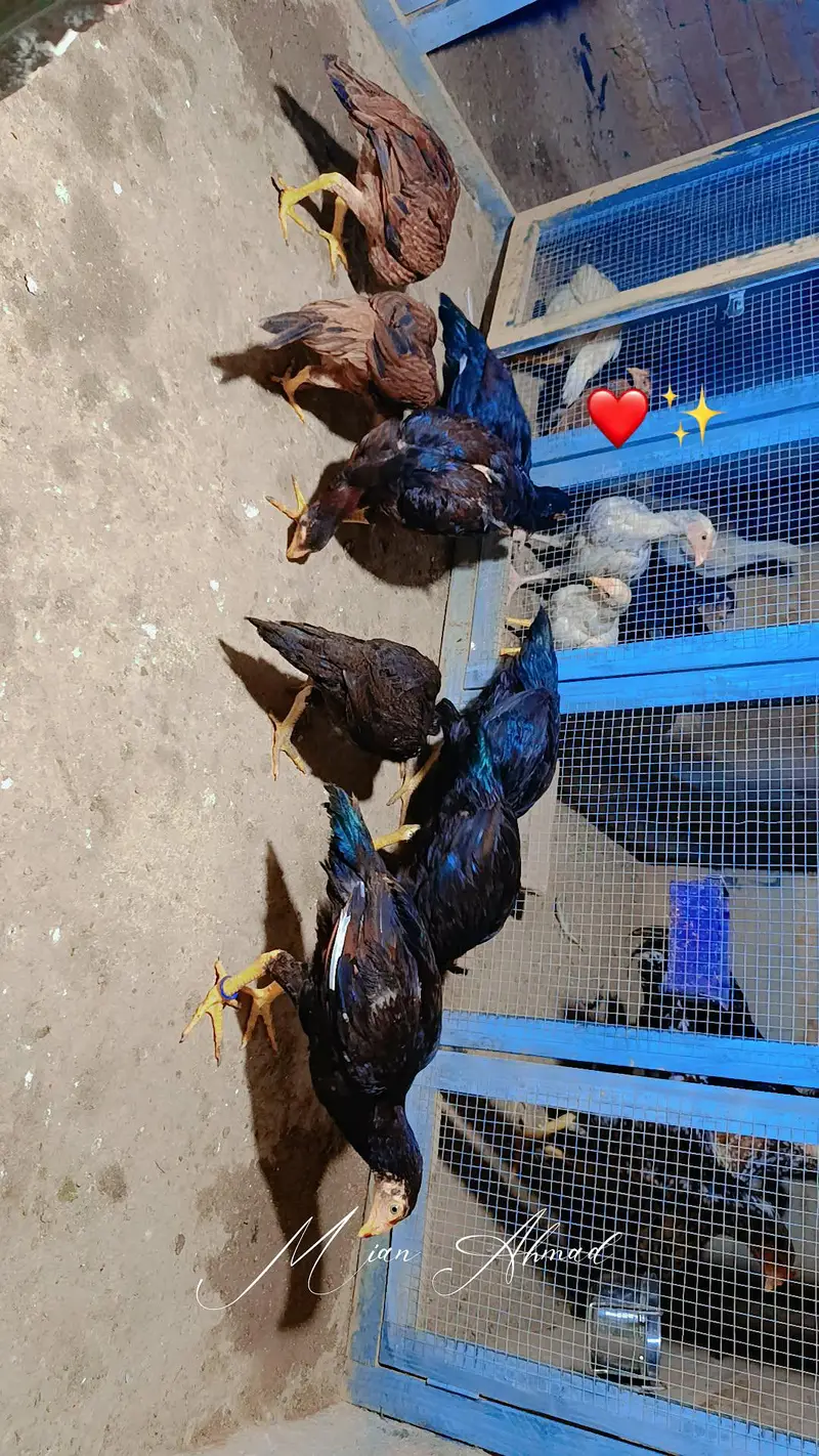 Mianwali Rata breeder WhatsApp 03264777572 — photo 5
