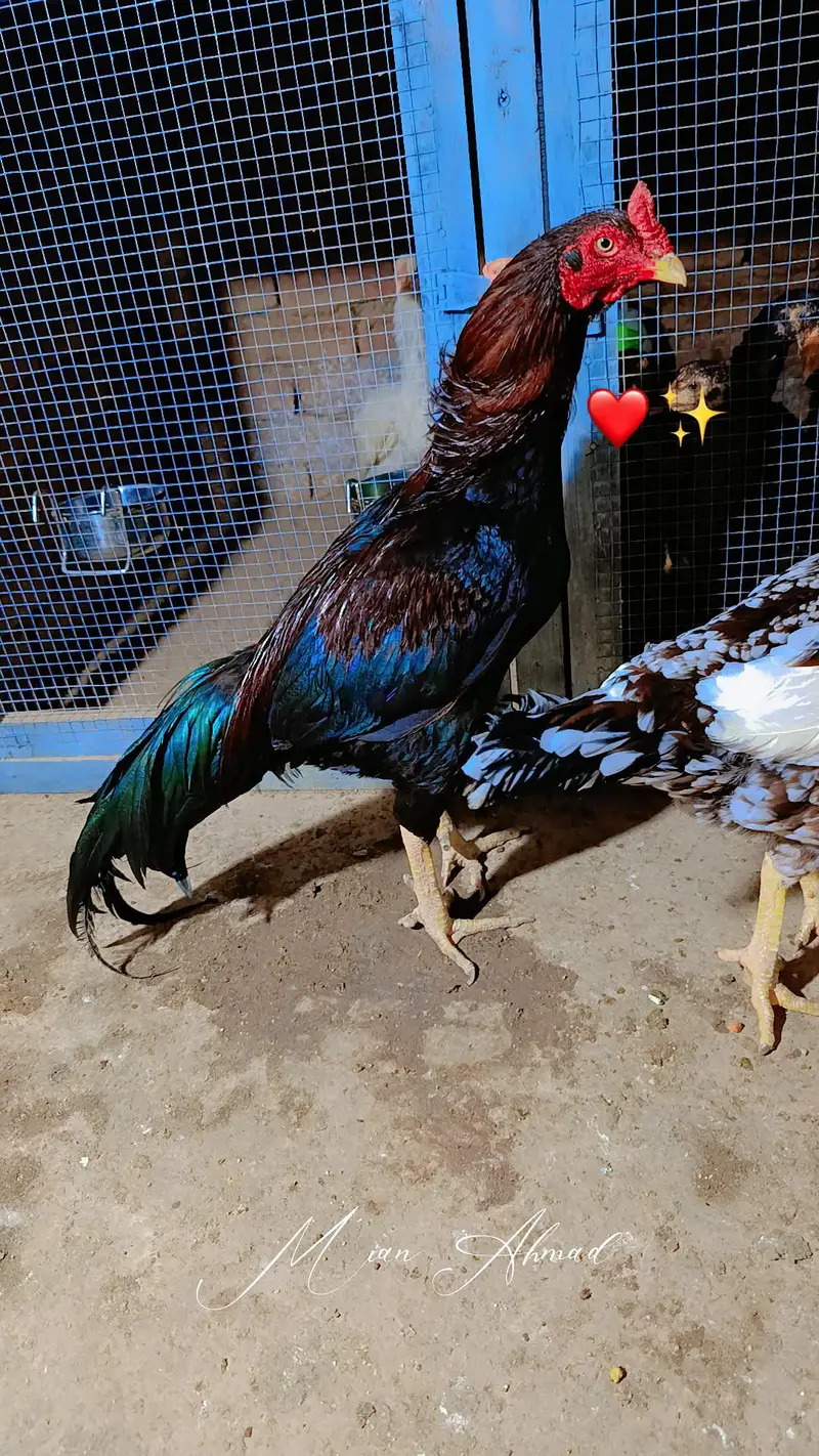 Mianwali Rata breeder WhatsApp 03264777572 — photo 6