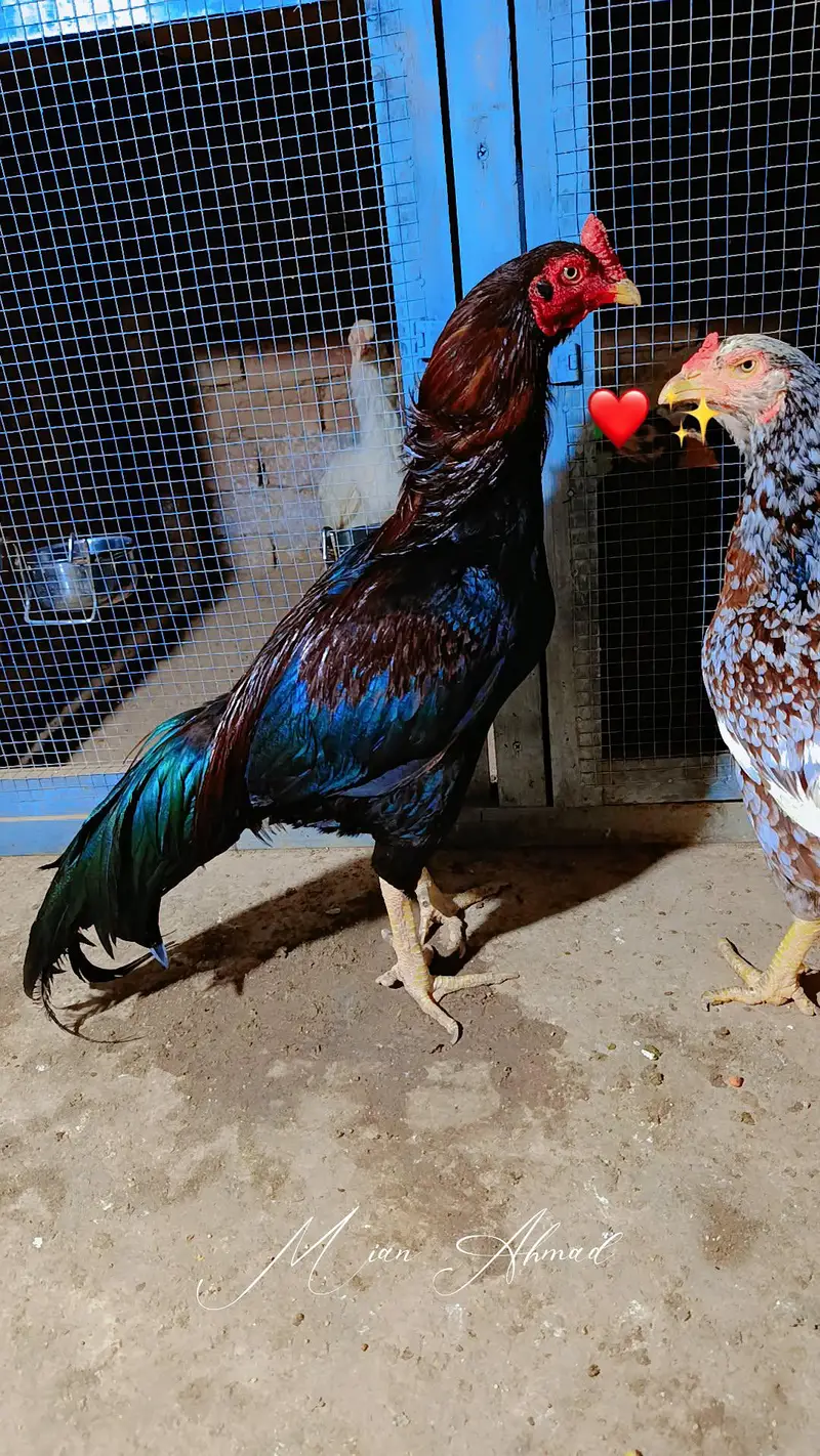 Mianwali Rata breeder WhatsApp 03264777572 — photo 7