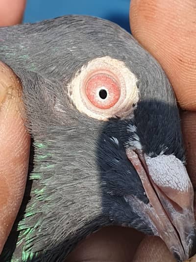 Dub wala, Kala zakh,Teddy Male,dub wala ptha, surkhi female