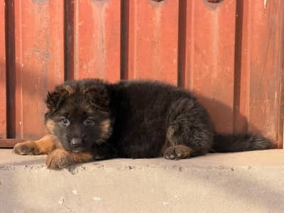 Supreme quality long coat female puppy