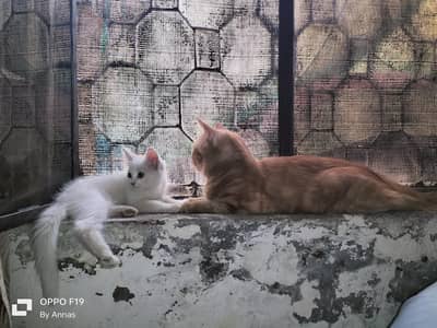 Persian Punch Face Cat (Triple Coat) – Long Hair golden color