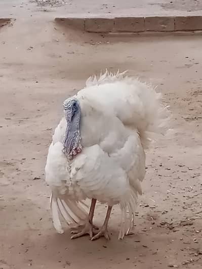 turkey Bird white calor , Jambo saiz , breader