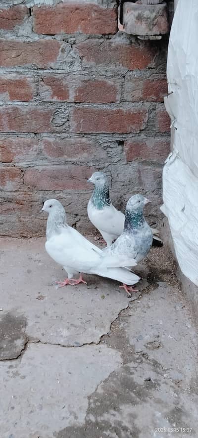 Hight quality pegions