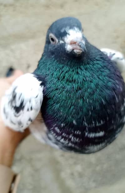 ferozepuri pigeon