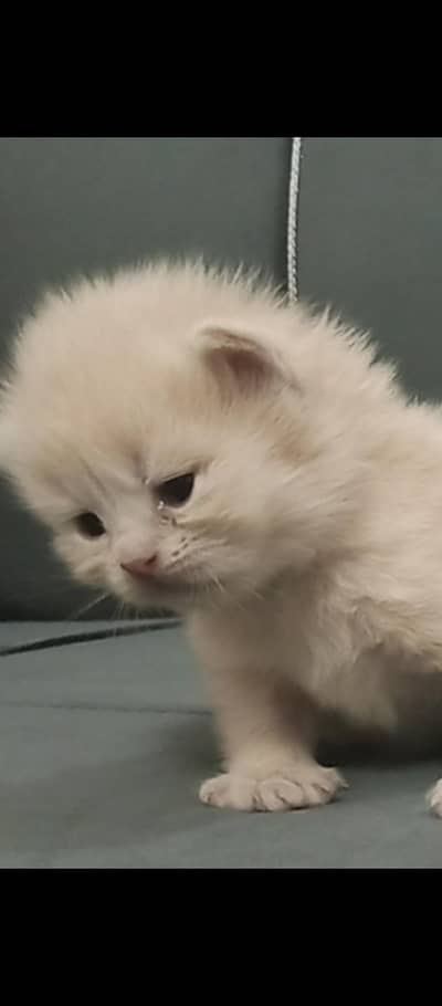 pure Persian triple coat kitten