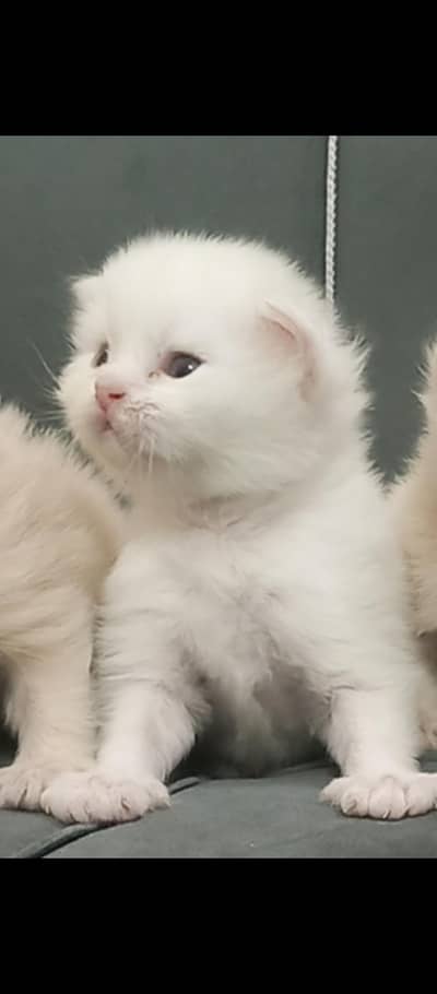 pure Persian triple coat kitten