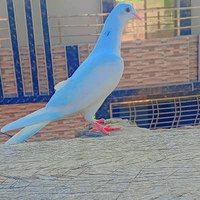 نیوی کی کبوتری