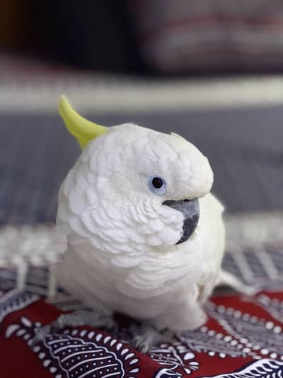 Triton Cockatoo