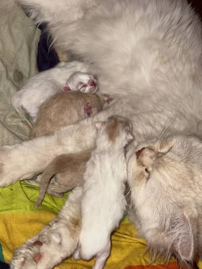 Persian kittens