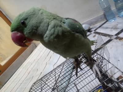 Raw Jumbo Size parrot for sale, Whatsapp; 0.314,5308318