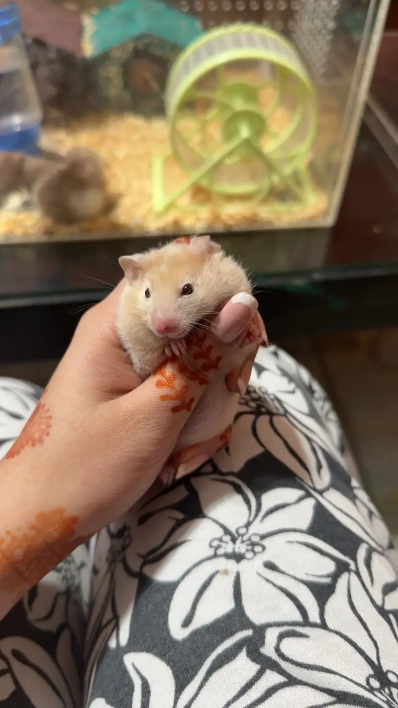 Imported Syrian Hamsters available with free food and bedding! — photo 2