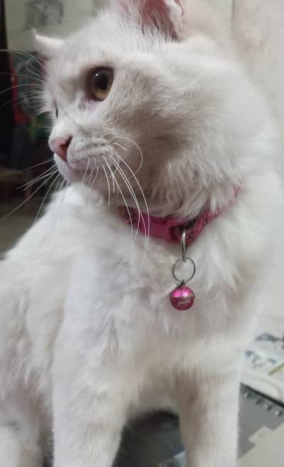 Persian cat for sale