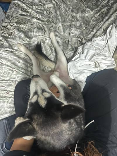 female Husky for a good family