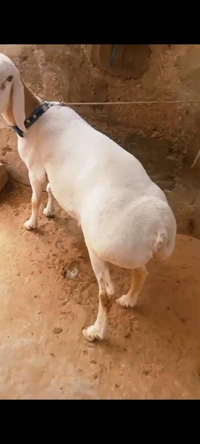 vip turki dumba 10 month kheera  call nd watsup 03113876208