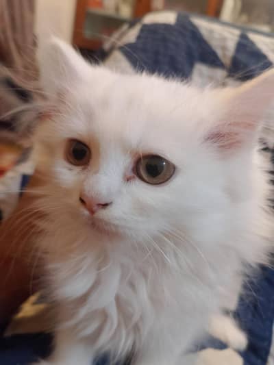 persiahhhn kitten for sale