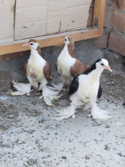 Sherazi healthy chicks per piece 1000