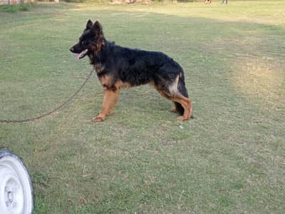 German Shepherd Puppy