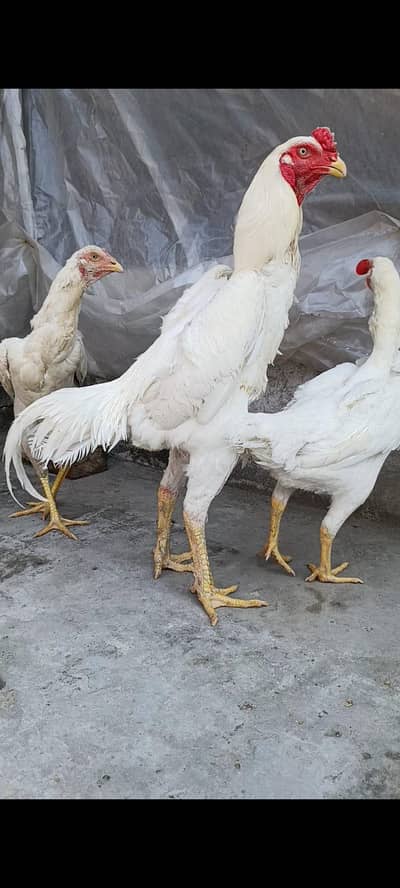 pure shamo multiple breed