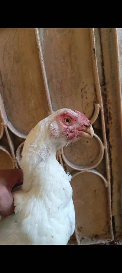 Parrot Beak Tamilnadu Female breeder