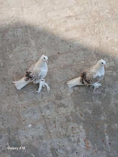 silver seddle frill back quality pair confirm pair