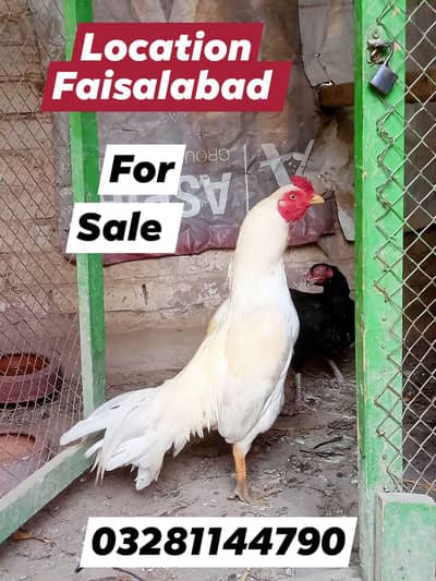Miawali Murga Forsale