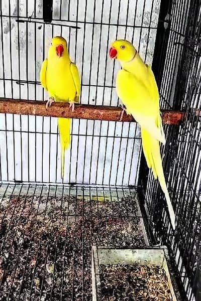 yellow ringneck parrot breeder pair