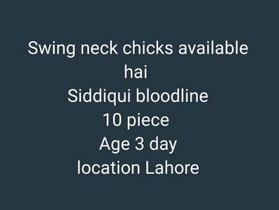 Swing Neck Shamo Chicks Available  . . . .