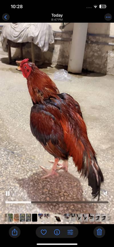 Aseel lakha patha forsale 03158673852