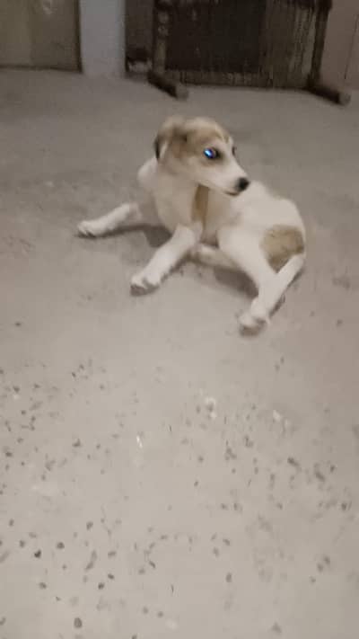 black eyes pointer mix cross breed dog