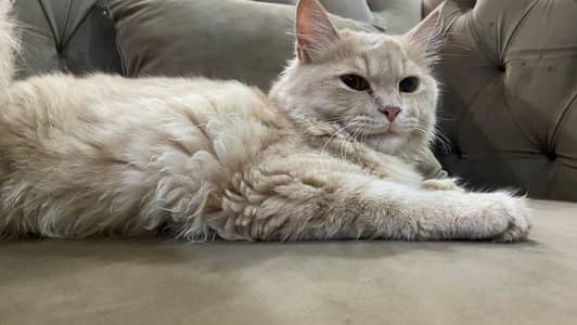 persian male 5 months double coated