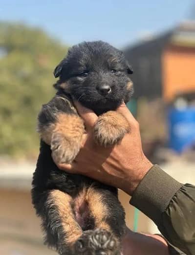 Double coat German shepherds pair available exchange possible