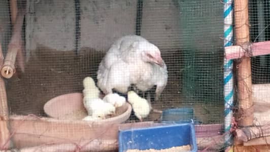 hera paper white qandhare chicks