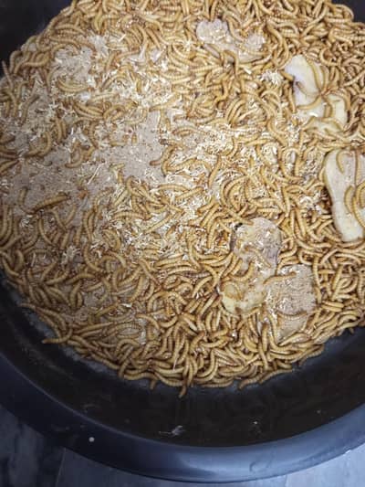 American live mealworms for sale, Larva, Pupa, Bettles all available
