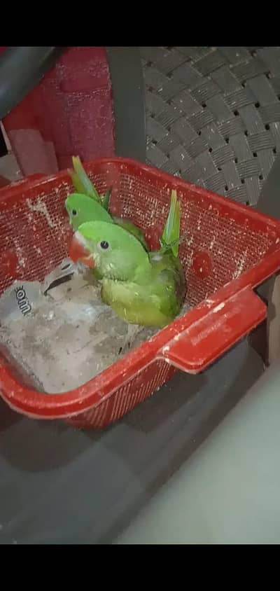 pahari kashmiri raw Alexander chicks